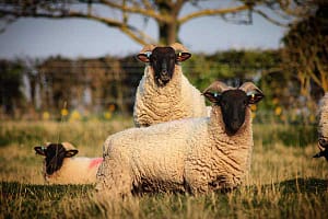Soul Wool